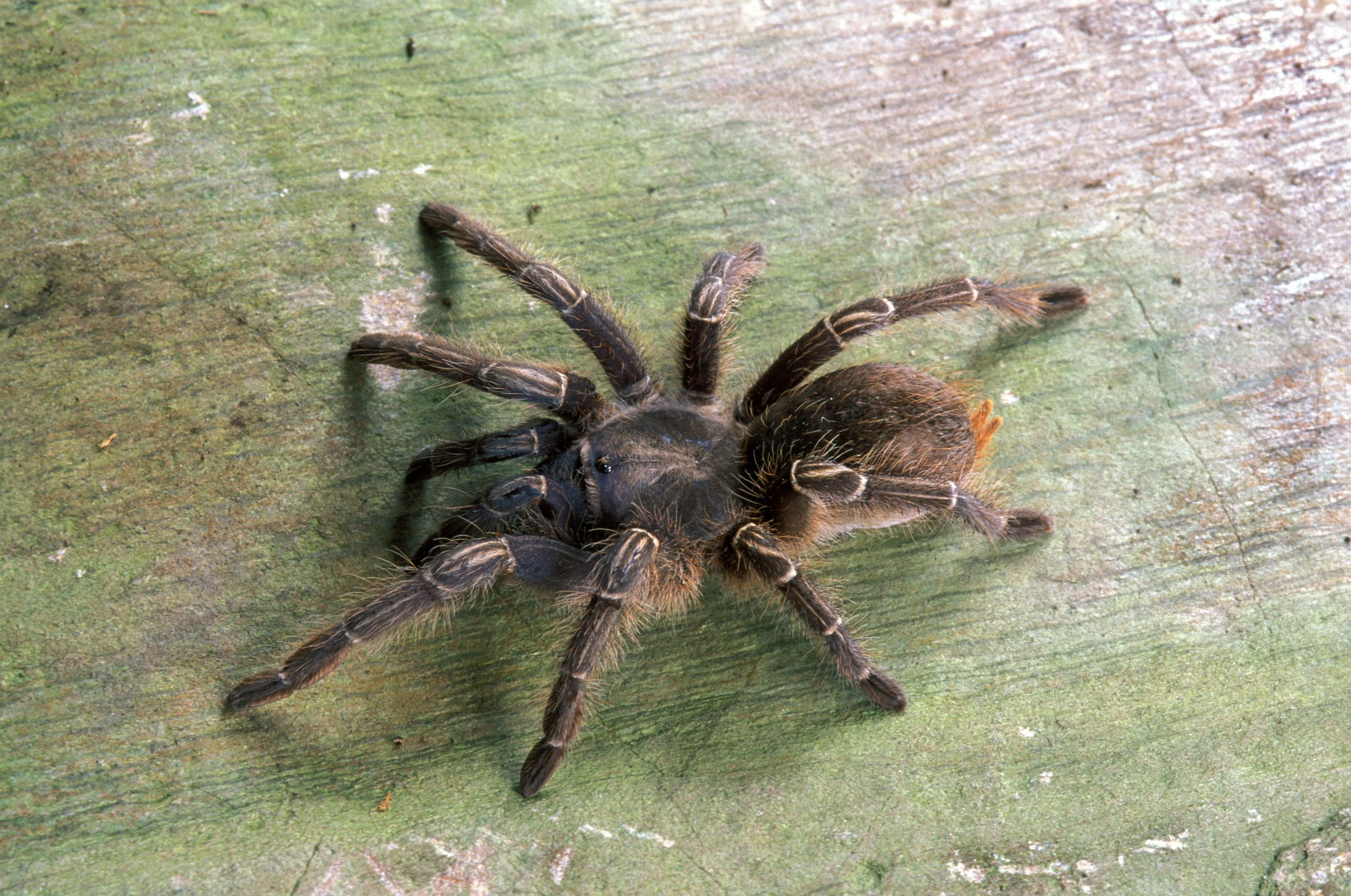 /img/23402-online-tarantula.webp