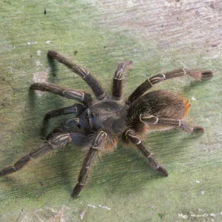 /img/23402-online-tarantula.webp