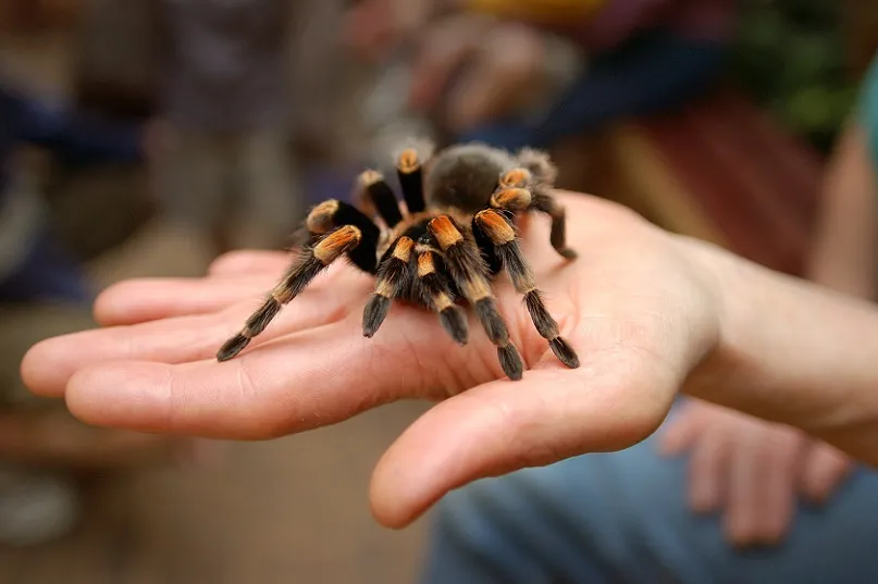 23402 tarantula species