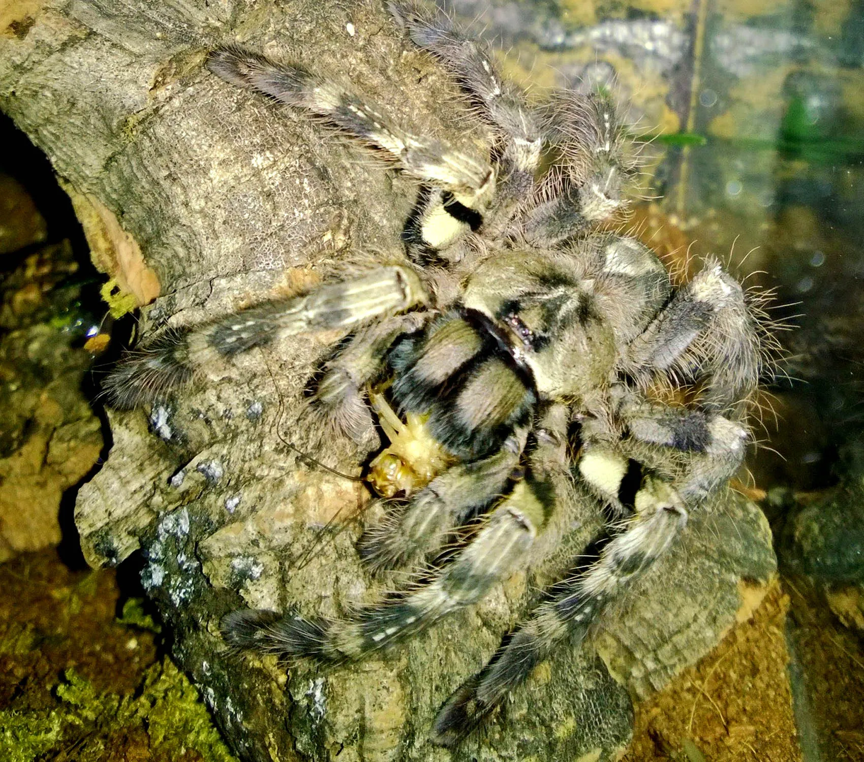 23404 tarantula age growth