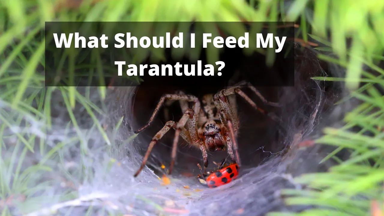 23404 tarantula feeding frequency