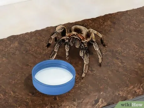 23404 tarantula food crickets