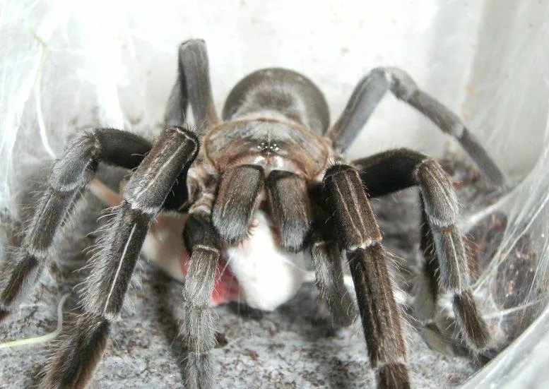 /img/23404-tarantula-handling-prey.webp