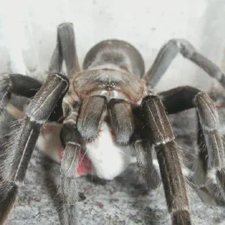 /img/23404-tarantula-handling-prey.webp
