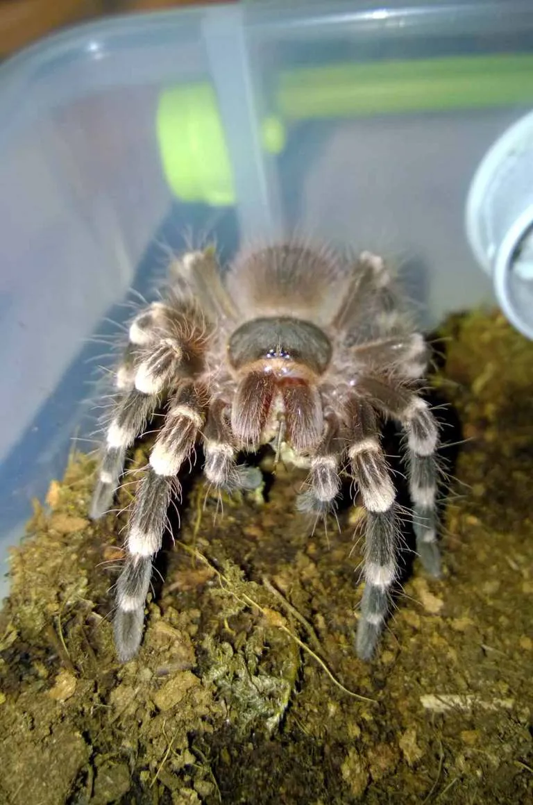 23404 tarantula live prey