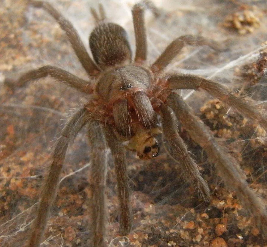 23404 tarantula vitamin supplements