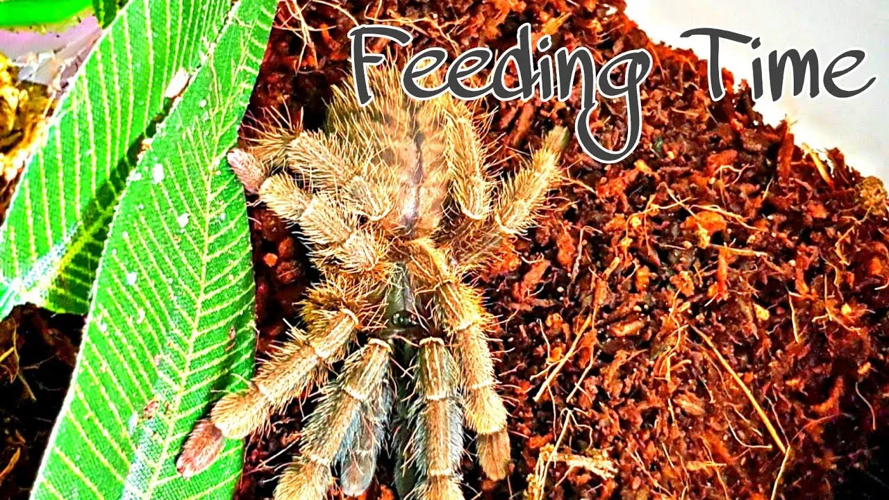 23404 tarantula water dish