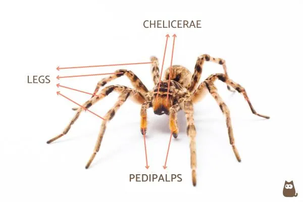 /img/23405-tarantula-care.webp