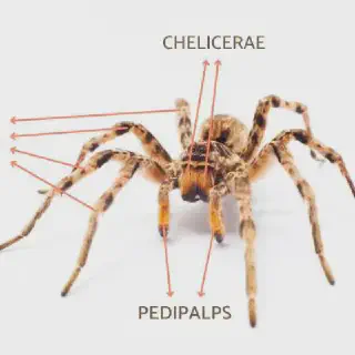 /img/23405-tarantula-care.webp