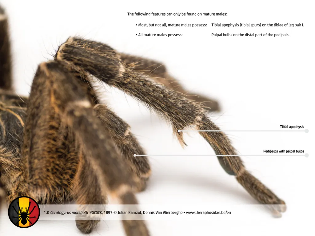 23405 tarantula hunting