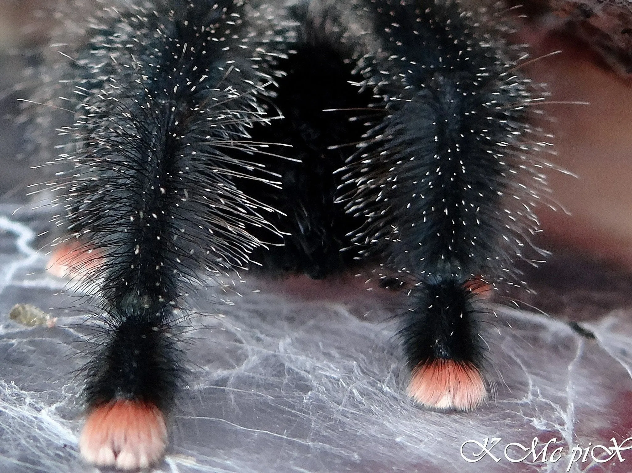 23405 tarantula regeneration