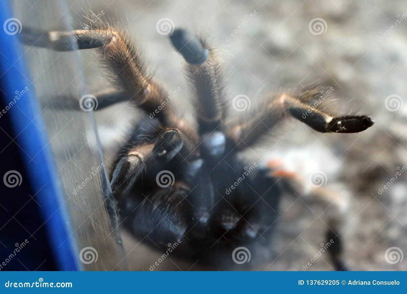 23405 tarantula sensory