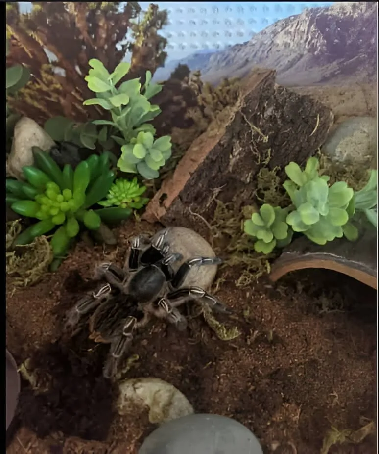 23406 tarantula feeding