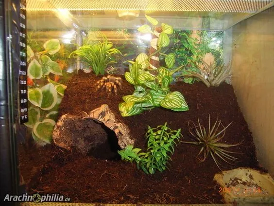 23406 tarantula hide