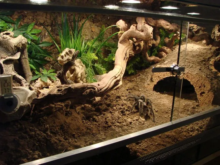 23406 tarantula water dish