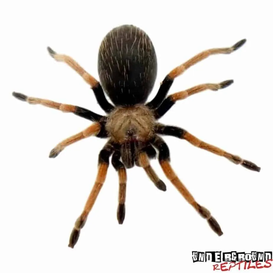 23407 mexican fire leg tarantula coloration