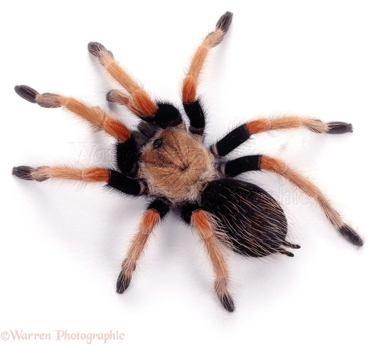 23407 mexican fire leg tarantula enclosure