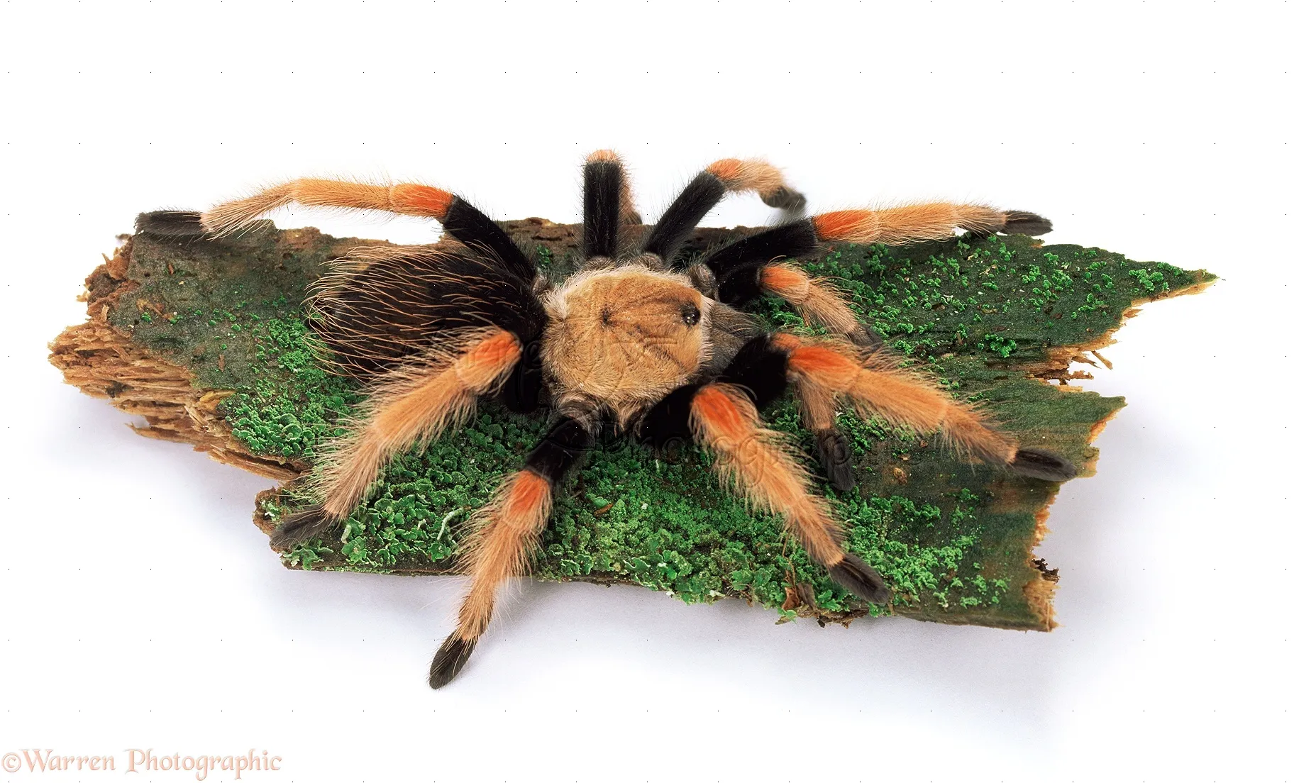 23407 mexican fire leg tarantula handling