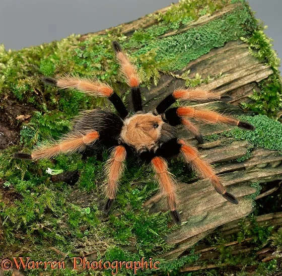 23407 mexican fire leg tarantula molting