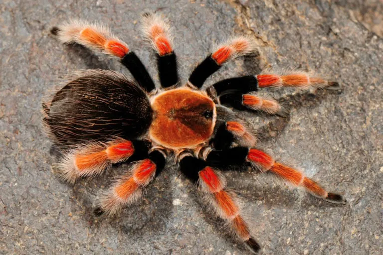 23407 mexican fire leg tarantula overview