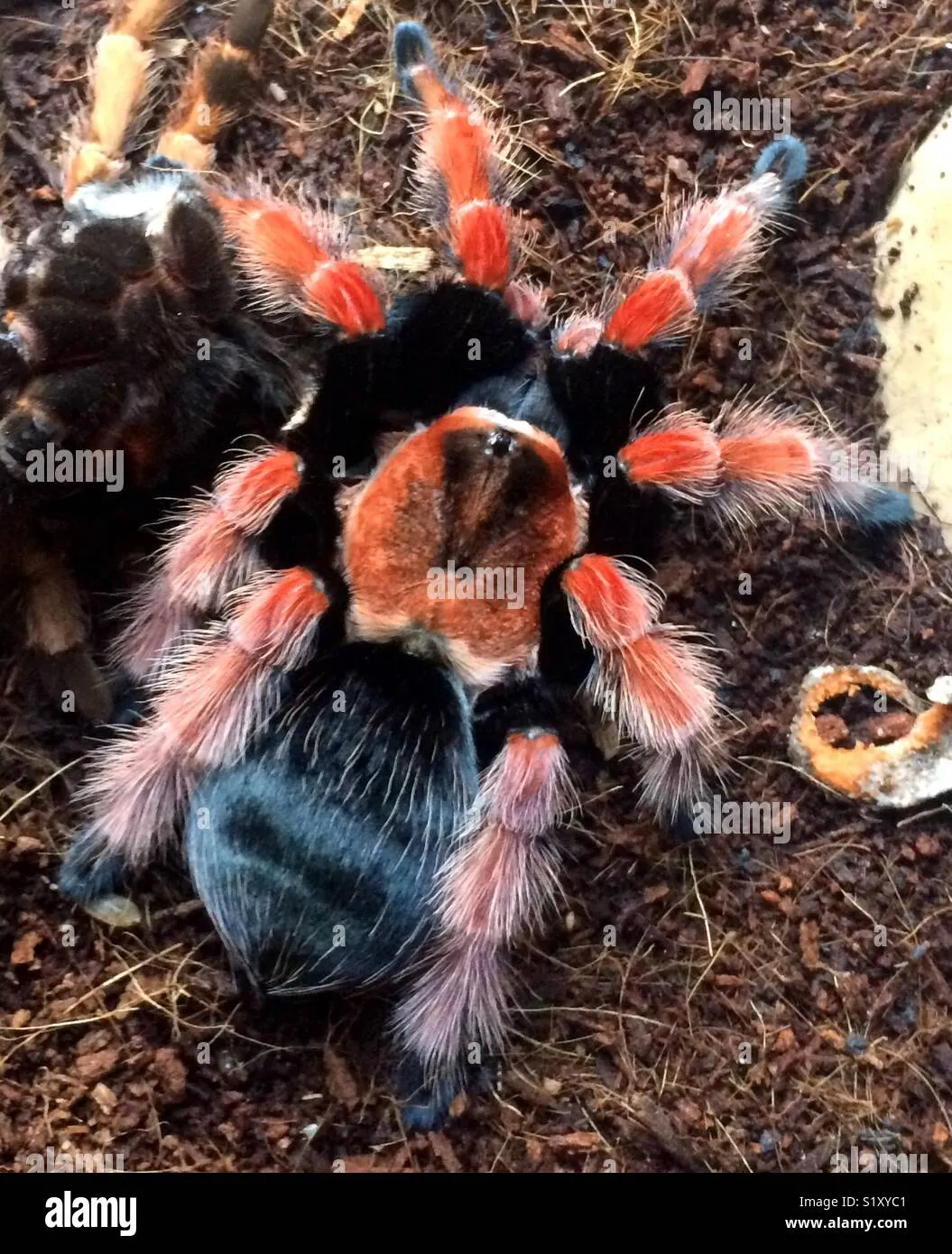 /img/23407-mexican-fire-leg-tarantula-spiderlings.webp