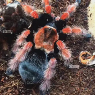 /img/23407-mexican-fire-leg-tarantula-spiderlings.webp