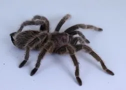23410 dehydrated tarantula