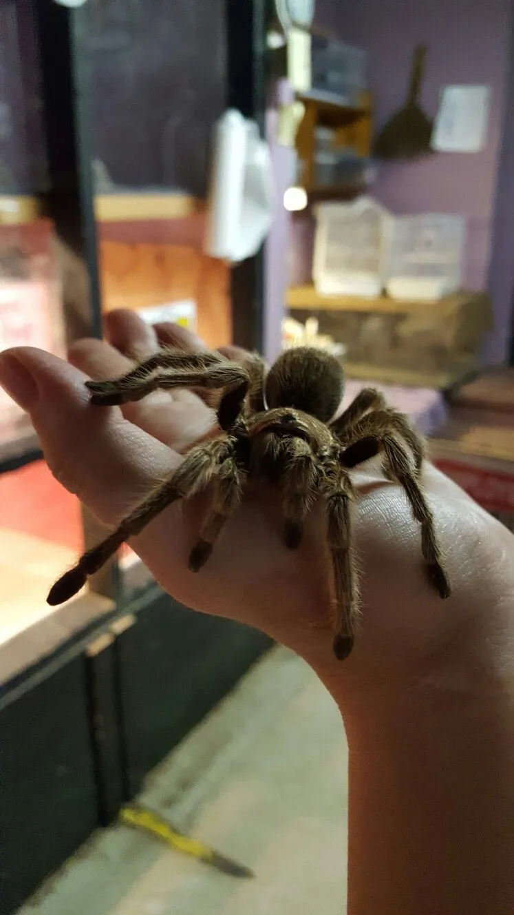 /img/23410-healthy-rose-hair-tarantula.webp