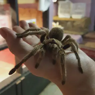 /img/23410-healthy-rose-hair-tarantula.webp