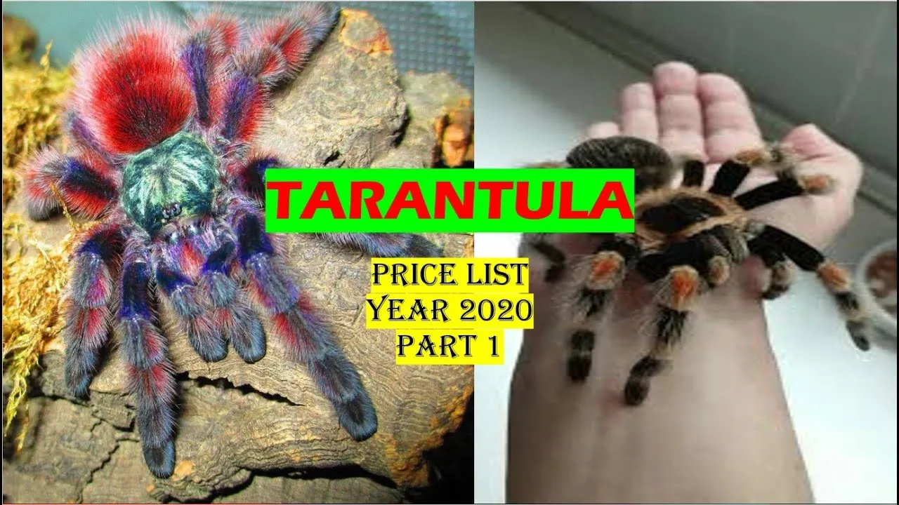 23411 tarantula philippines breeder