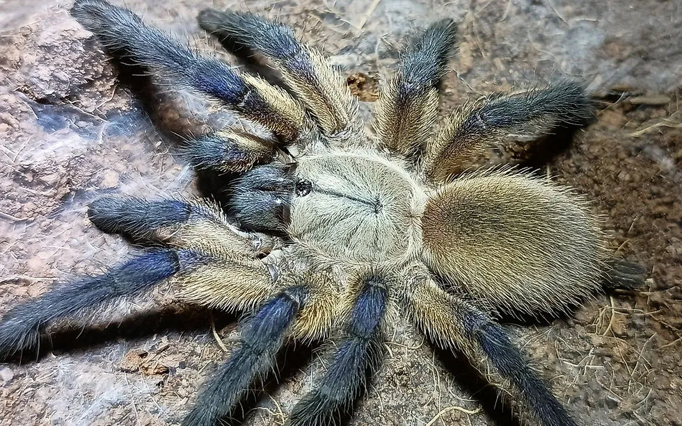 /img/23411-tarantula-philippines-care.webp