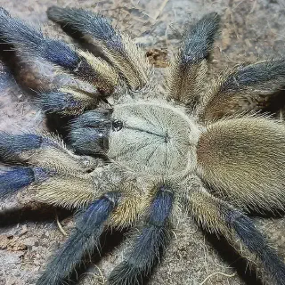 /img/23411-tarantula-philippines-care.webp