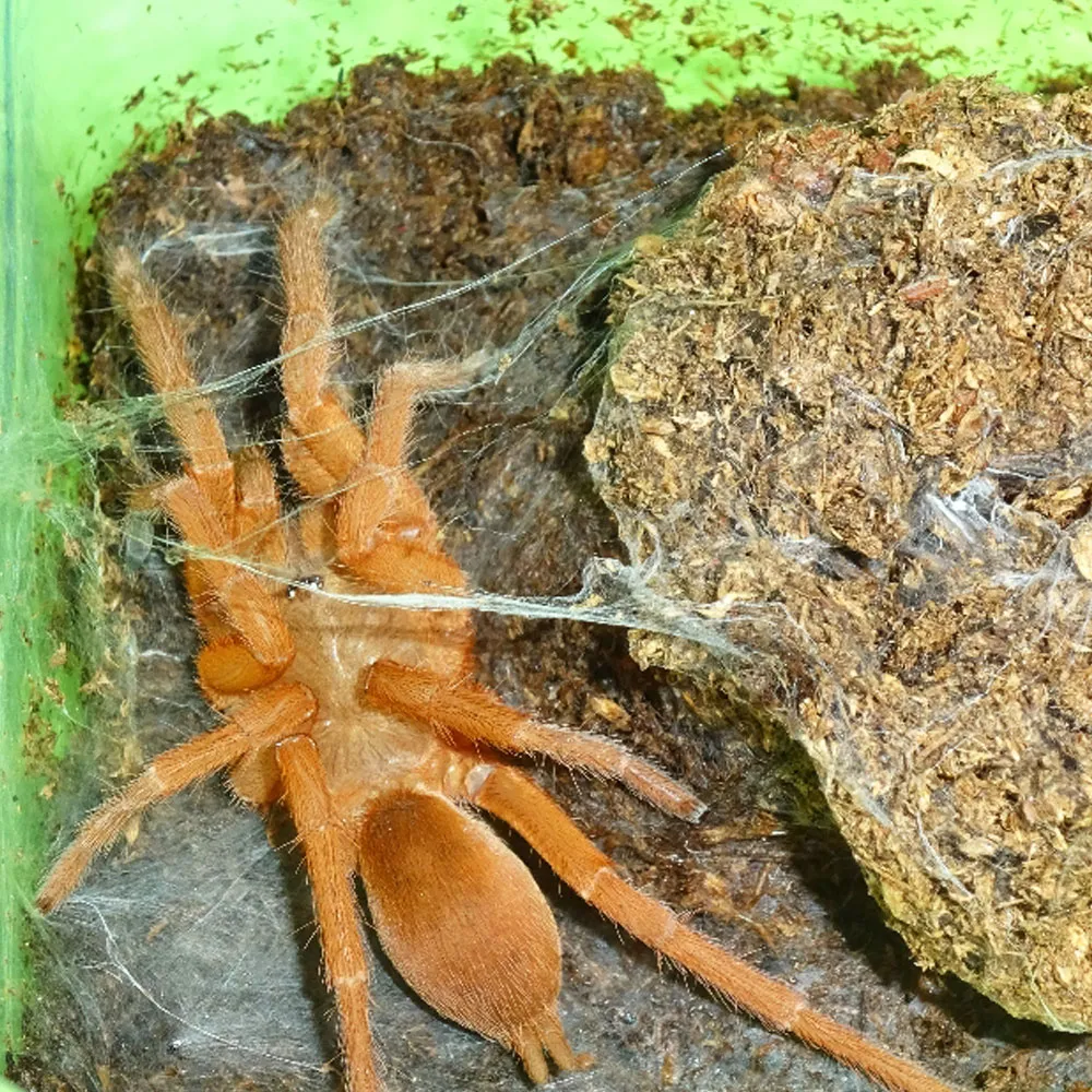 23411 tarantula philippines community