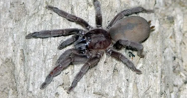 23411 tarantula philippines expo