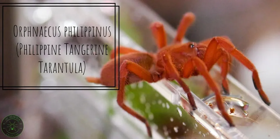 23411 tarantula philippines species