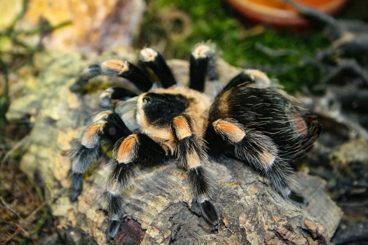 23412 tarantula close up