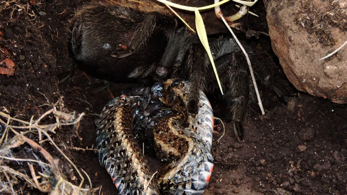 23412 tarantula hunting