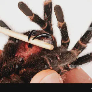 /img/23412-tarantula-molting.webp