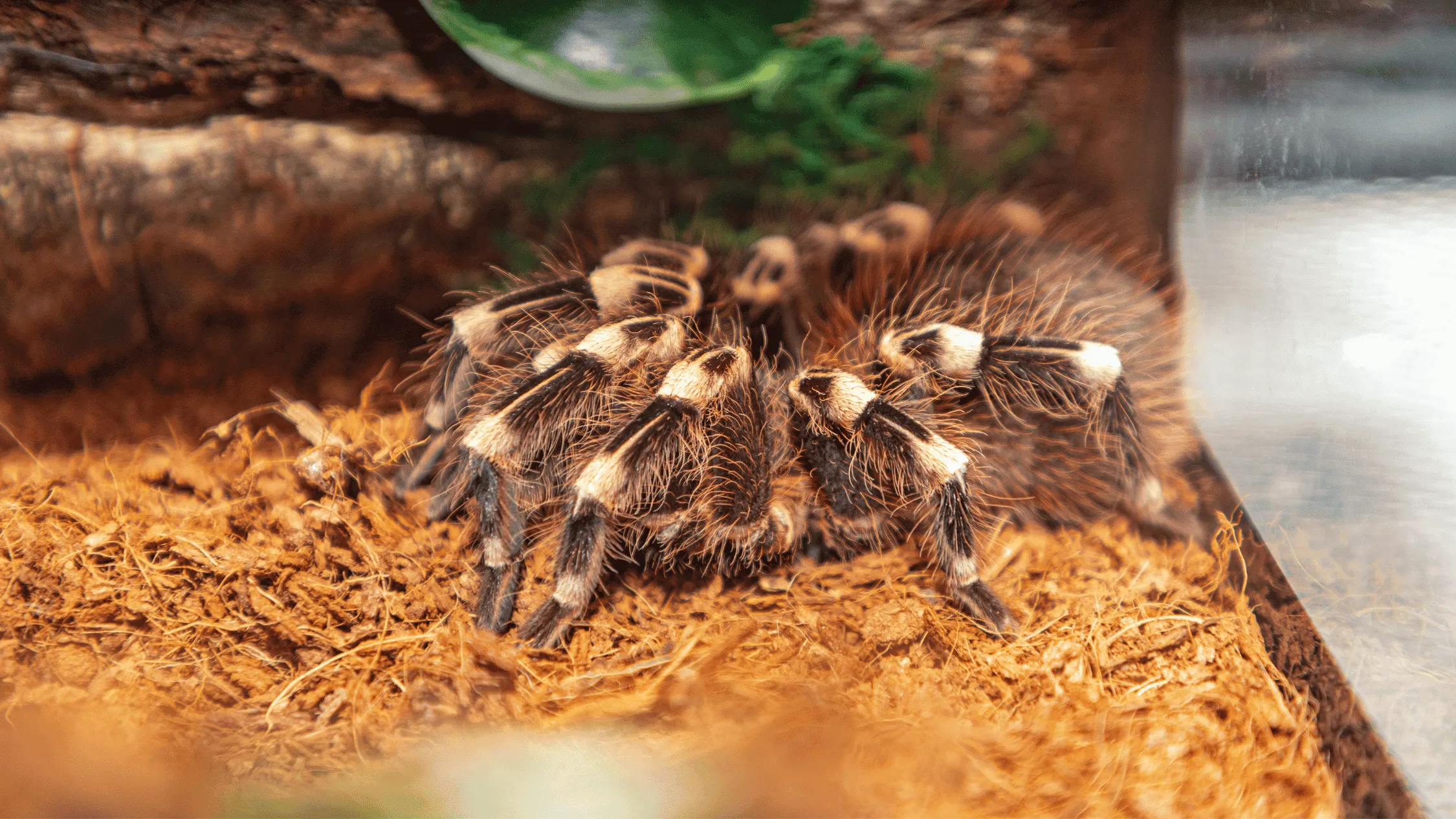 23413 healthy tarantula