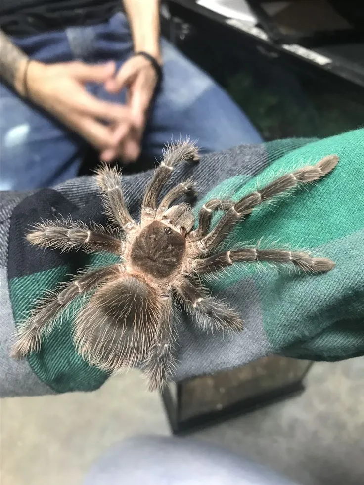23413 tarantula feeding