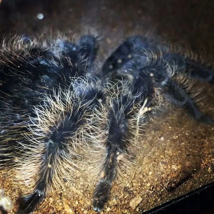 /img/23413-tarantula-handling.webp