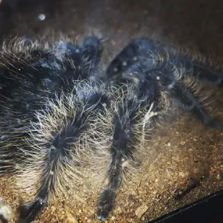 /img/23413-tarantula-handling.webp