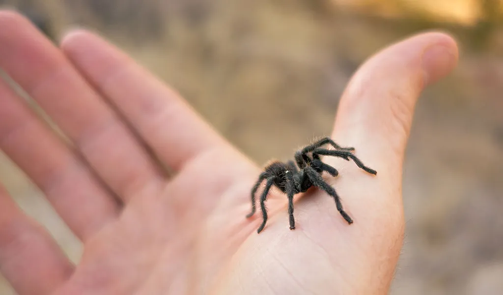 23413 tarantula transport