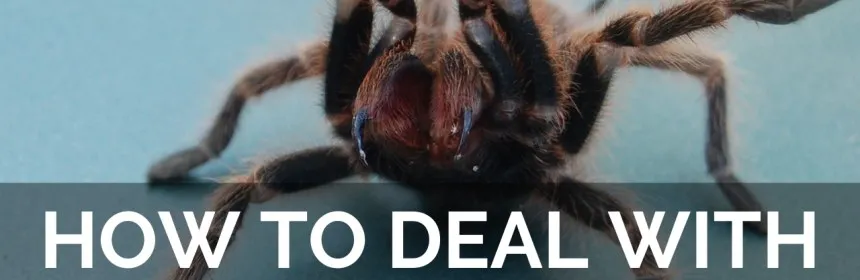 23415 tarantula behavior understanding