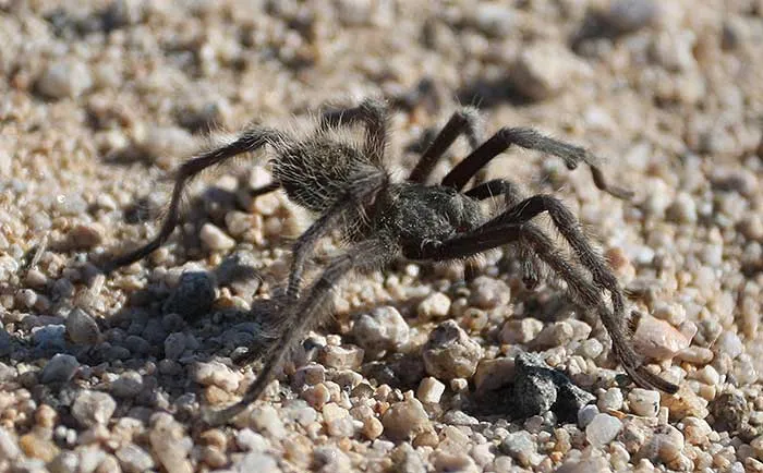 /img/23415-tarantula-bite-prevention.webp