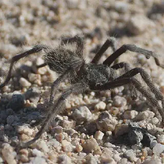 /img/23415-tarantula-bite-prevention.webp