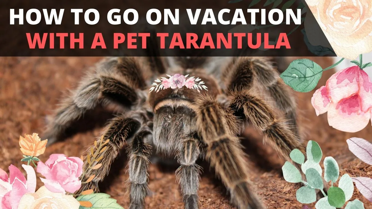 23416 tarantula captive bred
