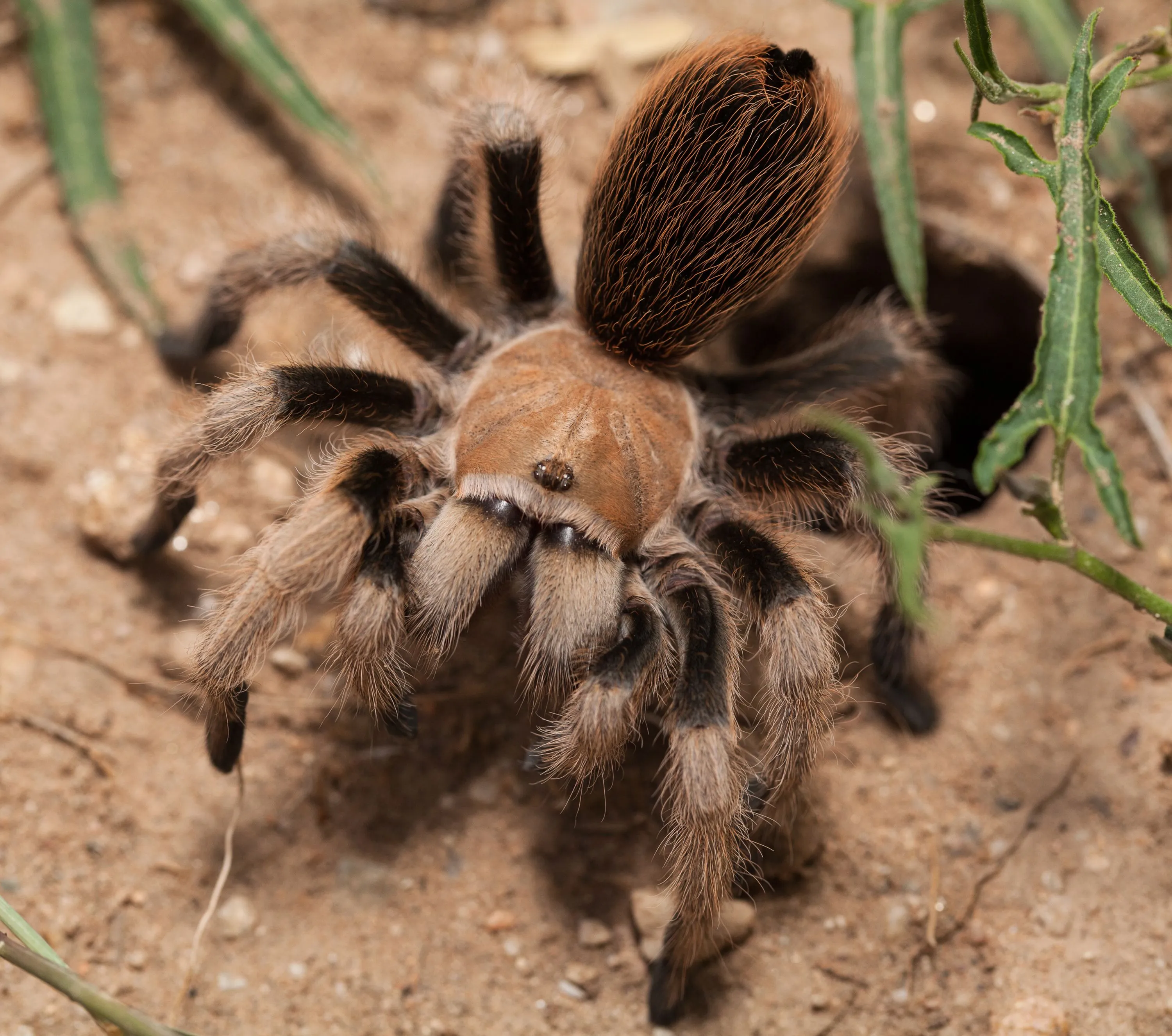 23416 tarantula enclosure