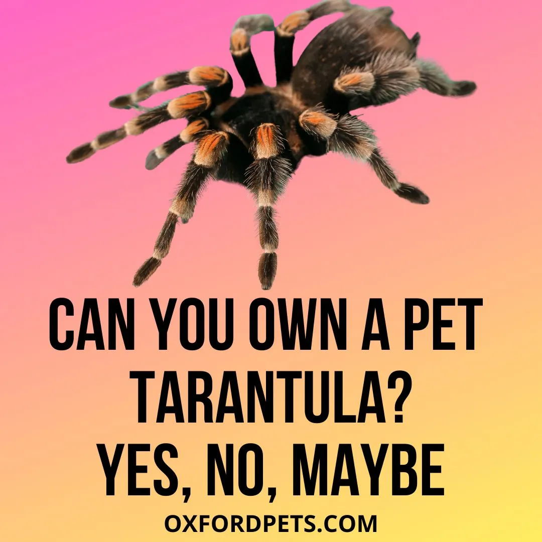 23416 tarantula feeding