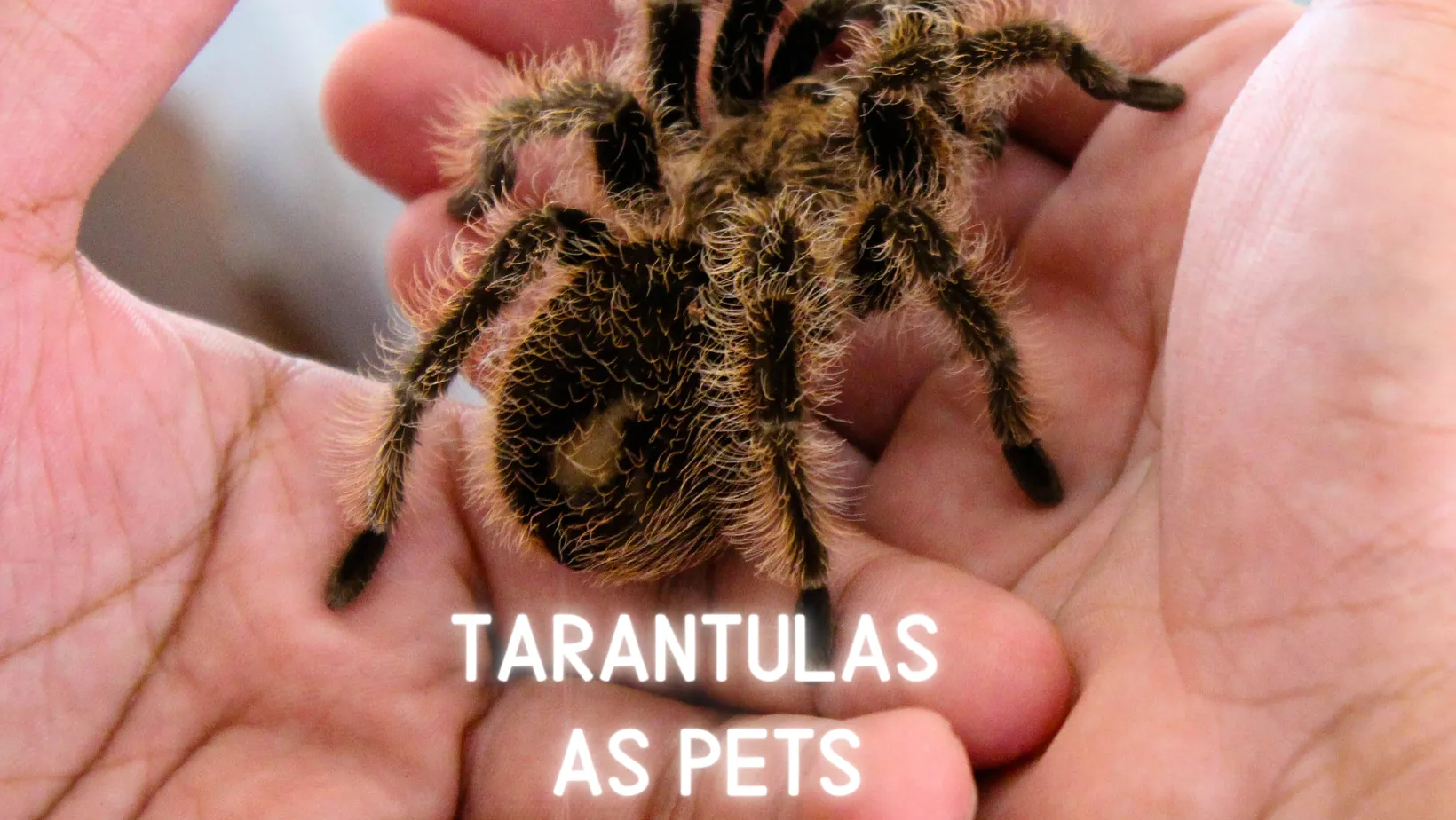 23416 tarantula handling